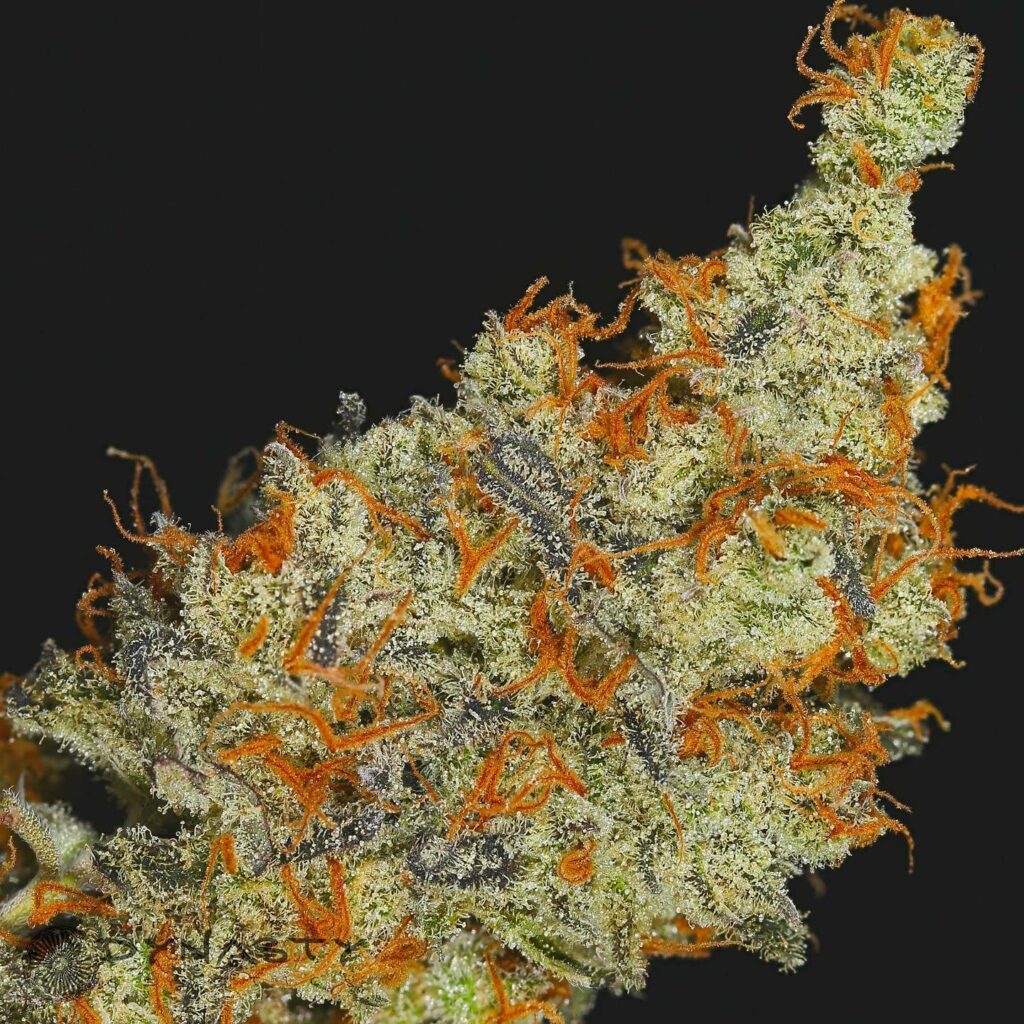 Pineapple Fields Strain Dynasty Seeds Speakeasy