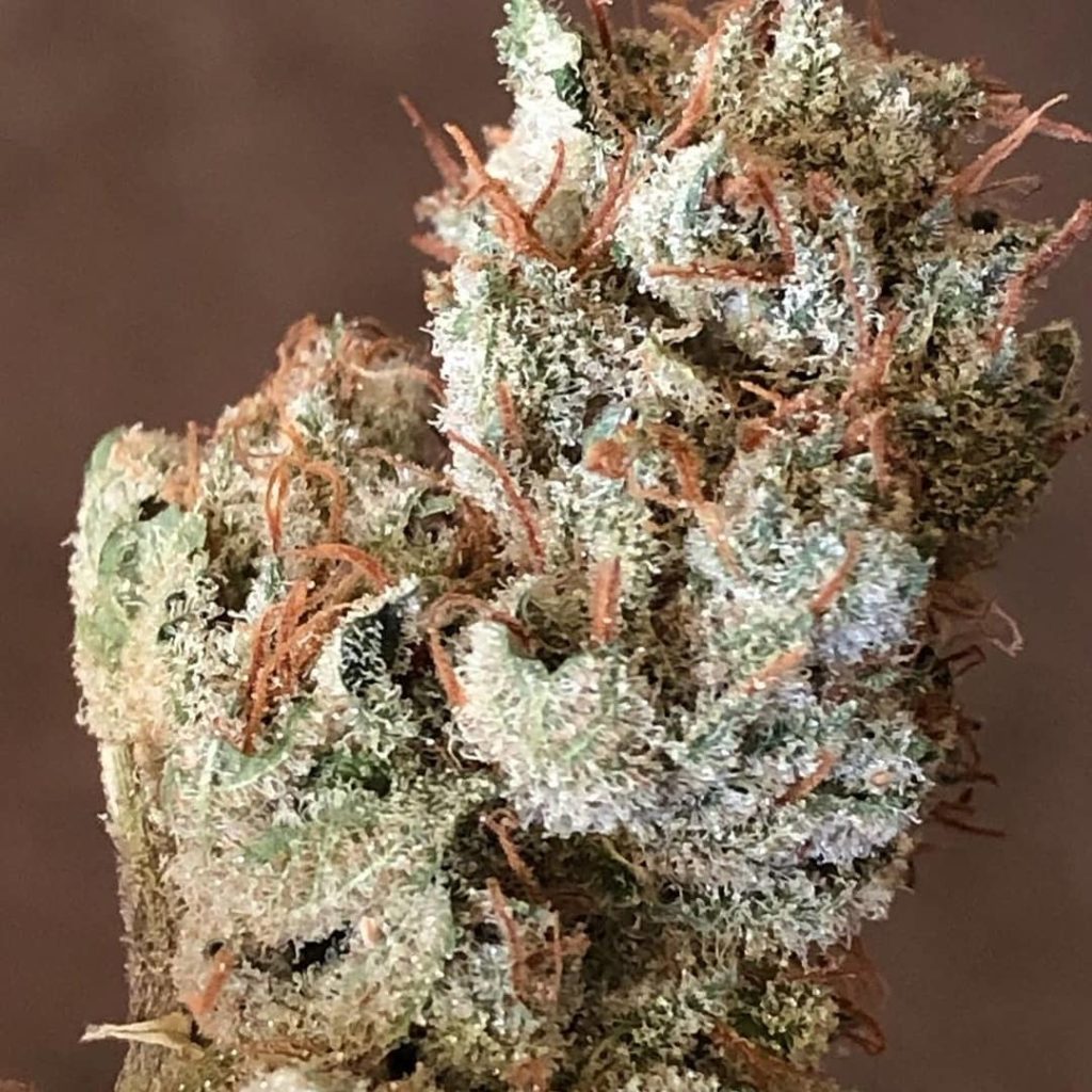 Caramel Candy Kush • Speakeasy Showcase